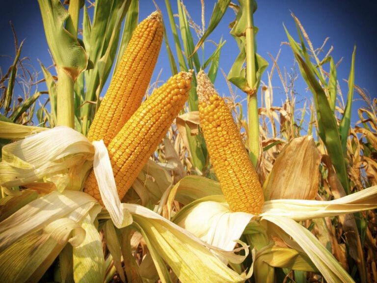 Кабардино-Балкария ставит рекорд по кукурузе